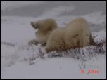 Click on one of the size names above to enlarge this image Click on one of the size names above to enlarge this image