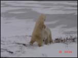 Click on one of the size names above to enlarge this image Click on one of the size names above to enlarge this image