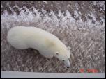 Click on one of the size names above to enlarge this image Click on one of the size names above to enlarge this image