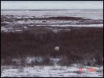 Click on one of the size names above to enlarge this image Click on one of the size names above to enlarge this image