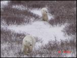 Click on one of the size names above to enlarge this image Click on one of the size names above to enlarge this image