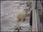 Click on one of the size names above to enlarge this image Click on one of the size names above to enlarge this image