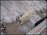 Click on one of the size names above to enlarge this image Click on one of the size names above to enlarge this image