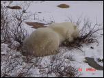 Click on one of the size names above to enlarge this image Click on one of the size names above to enlarge this image
