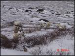 Click on one of the size names above to enlarge this image Click on one of the size names above to enlarge this image