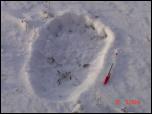 Click on one of the size names above to enlarge this image Click on one of the size names above to enlarge this image