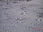 Click on one of the size names above to enlarge this image Click on one of the size names above to enlarge this image