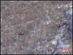 Click on one of the size names above to enlarge this image Click on one of the size names above to enlarge this image