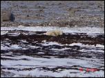 Click on one of the size names above to enlarge this image Click on one of the size names above to enlarge this image