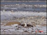 Click on one of the size names above to enlarge this image Click on one of the size names above to enlarge this image