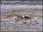 Click on one of the size names above to enlarge this image Click on one of the size names above to enlarge this image