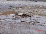 Click on one of the size names above to enlarge this image Click on one of the size names above to enlarge this image
