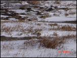 Click on one of the size names above to enlarge this image Click on one of the size names above to enlarge this image
