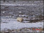 Click on one of the size names above to enlarge this image Click on one of the size names above to enlarge this image