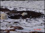 Click on one of the size names above to enlarge this image Click on one of the size names above to enlarge this image