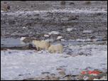 Click on one of the size names above to enlarge this image Click on one of the size names above to enlarge this image
