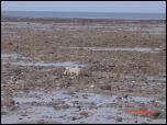 Click on one of the size names above to enlarge this image Click on one of the size names above to enlarge this image
