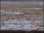 Click on one of the size names above to enlarge this image Click on one of the size names above to enlarge this image