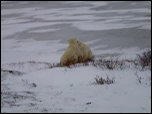 Click on image to play movie Click on image to play movie