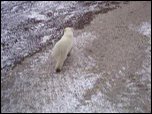 Click on image to play movie Click on image to play movie