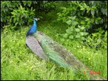 Click on one of the size names above to enlarge this image Click on one of the size names above to enlarge this image