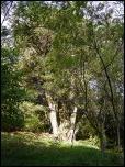 Click on one of the size names above to enlarge this image Click on one of the size names above to enlarge this image