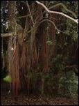 Click on one of the size names above to enlarge this image Click on one of the size names above to enlarge this image