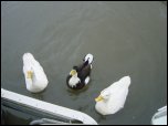 Click on one of the size names above to enlarge this image Click on one of the size names above to enlarge this image